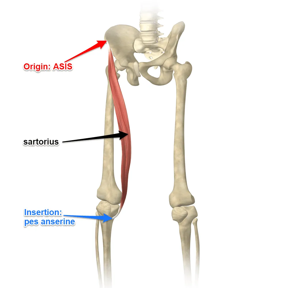 <p>origin- anterior superior iliac spine</p><p>insertion- medial surface of proximal tibia</p><p>muscles- ??</p>
