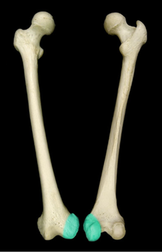 <p>smooth knob-like surface on the medial femur</p>