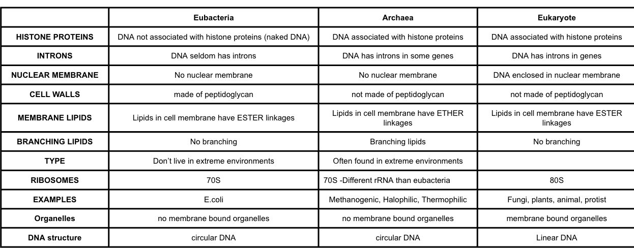 <p>Note histone proteins, introns, ribosomes (with rRNA structure), lipids in the membranes </p>