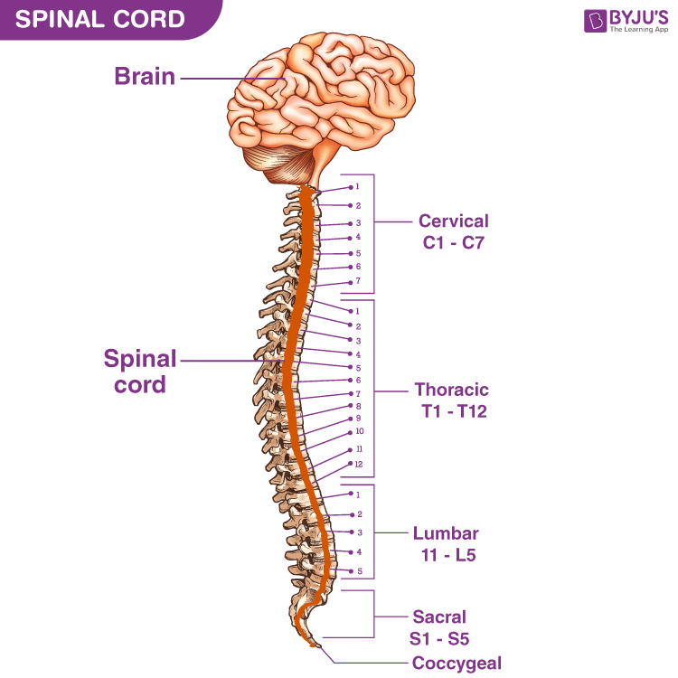 <ul><li><p>The spinal cord is a column of nervous tissue that starts at the medulla oblongata and runs throughout the vertebral column to the region of T12 (12th thoracic vertebra)</p></li><li><p>Below T12 is the <strong>cauda equina</strong> (a collection of spinal nerves)</p></li></ul><p></p>