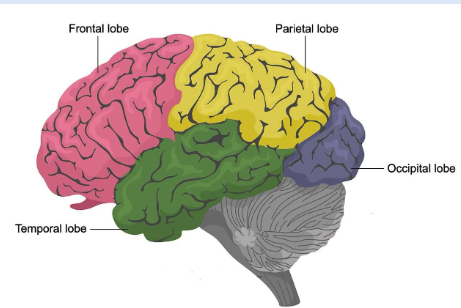 <p><span>CNS ; Working memory</span><br><span>• Executive functions (focus, planning,</span><br><span>impulse control, etc.)</span><br><span>• Motor cortex</span></p>