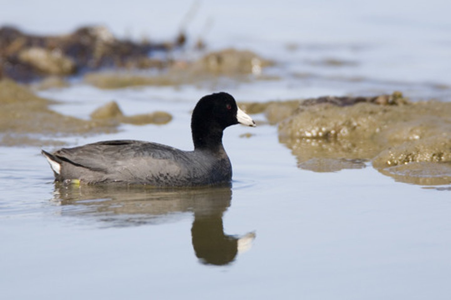 <p>Gruiformes</p><p>Rallidae</p>