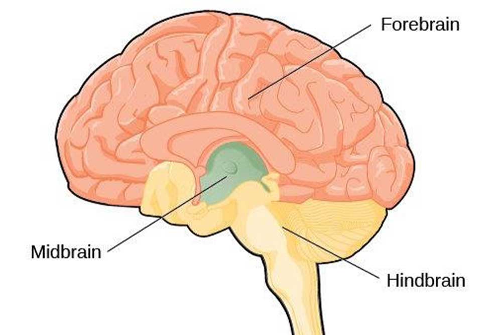 <p><span style="font-family: &quot;Times New Roman&quot;, serif;">The midbrain and hindbrain are for basic life functions: respiration, cardiac function, regulation of homeostasis, sleep/wake cycles</span></p>