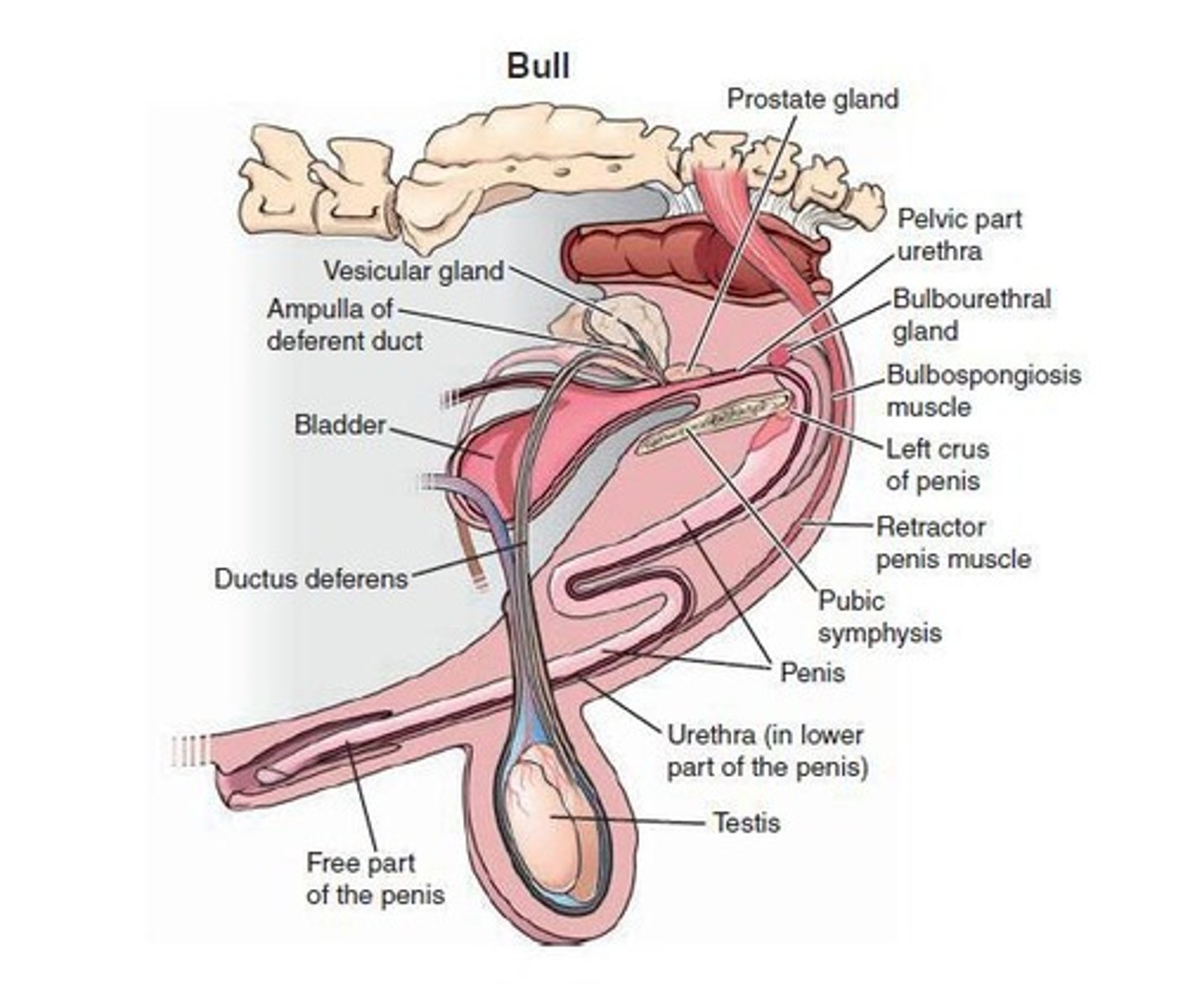 <p>Gland found in all domestic animals except dogs, located in the dorsal aspect of the pelvic urethra.</p>