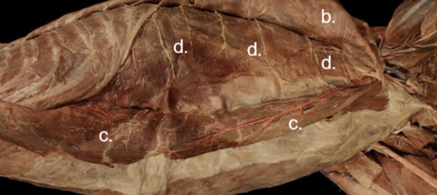 <p>Abdominal cavity muscles:</p><p>d</p><p>Origin: transverse process of lumbar vertebrae, last ribs, thoracolumbar fascia (deep)</p><p>Insertion: linea alba, prepubic tendon</p>