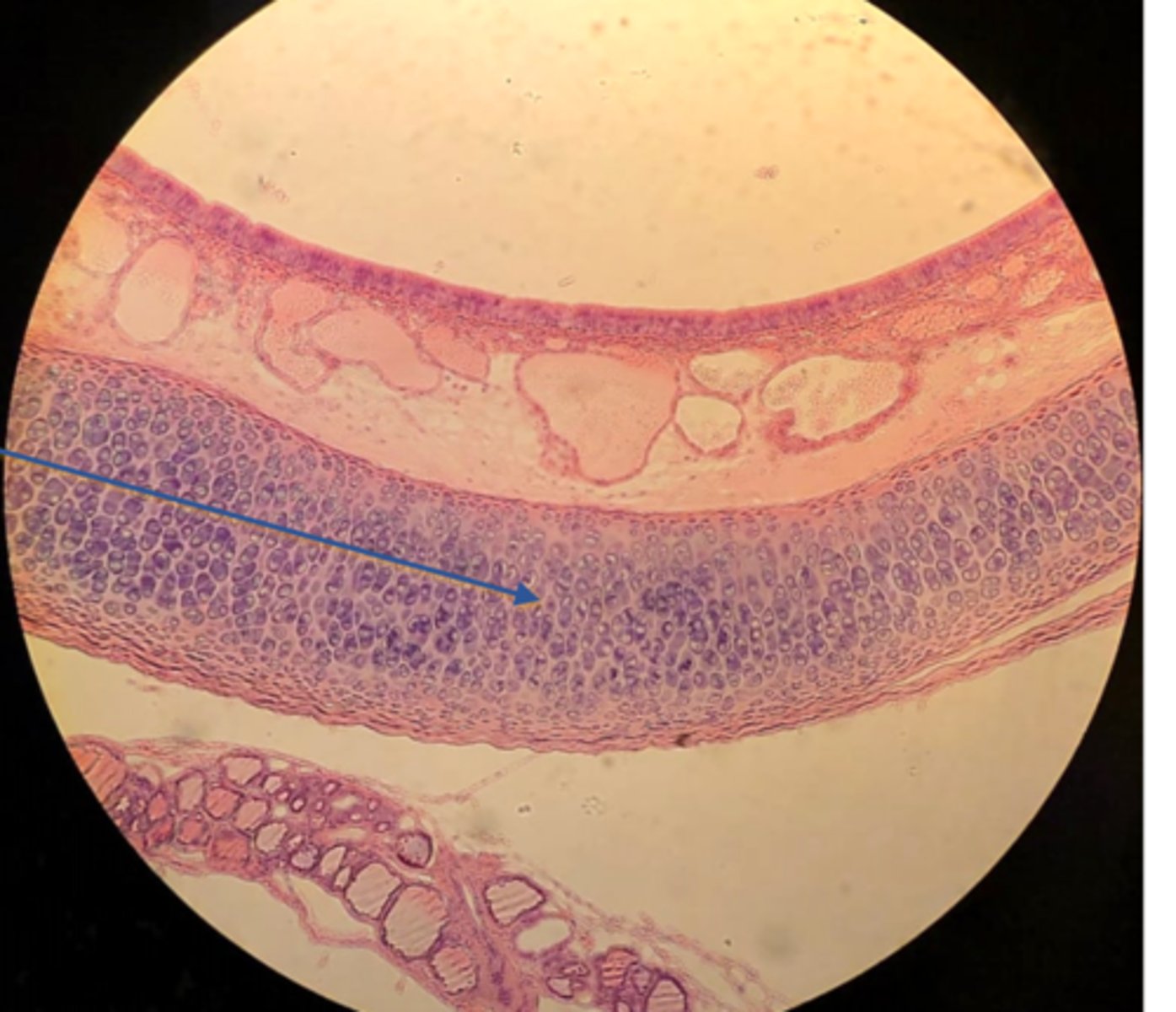 <p>Name the tissue at the pointer</p>
