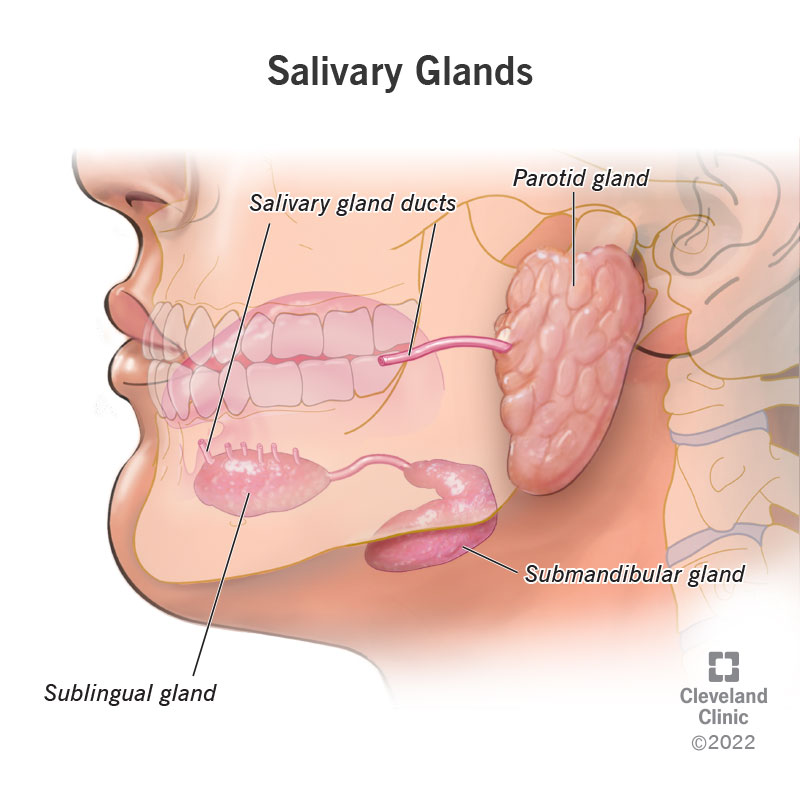 <p>accessory organs that release saliva to moisten and digest carbohydrates </p>