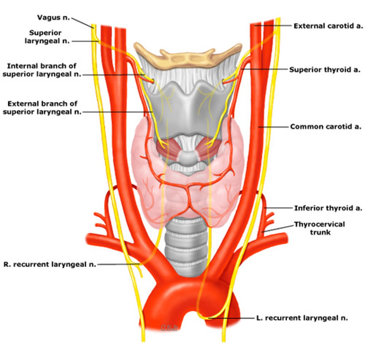 <p>What is the function of the Recurrent Laryngeal Nerve (runs near INFERIOR THYROID ARTERY)?</p>