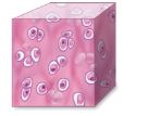 <p>What are some spherical shaped cells?</p>