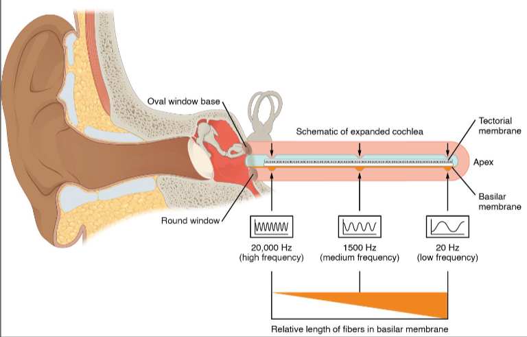 <ul><li><p>sound waves converted into nervous impulses in the snail-shaped cochlea</p></li><li><p>Illustration has cochlea unwound to see perilymph (gray shading) is in a passage that begins at the oval window</p></li><li><p>oval window- where vibrations of the stapes creates waves in perilymph of inner ear</p><ul><li><p>FENESTRA VESTIBULI/ FENESTRA OVALIS</p></li></ul></li><li><p>helicotrema- channel with perilymph goes around “end of snail”</p></li><li><p>Fenestra cochlea/fenestra rotundum- comes back to the lower part of the vestibule where there is another opening covered by a membrane</p></li><li><p>scala vestibuli- channel containing perilymph from the oval window to the helicotrema</p></li><li><p>scala tympani- channel from helicotrema to the round window</p></li></ul><p>Waves are created in the perilymph at the oval window and the waves are dissipated at the round window</p><ul><li><p>organ of Corti- spiral organ in the inner ear which has hair cells (stereo cilia) in a basilar membrane</p><ul><li><p>tectorial membrane rests on the hair cells</p></li><li><p>waves in the perilymph create waves in the endolymph</p></li><li><p>waves cause basilar membrane to vibrate which pushes the nerve hairs into the tectorial membrane</p><ul><li><p>creates nerve impulses</p></li></ul></li><li><p>Pitch- wavelength of the sound waves determines which hairs on the organ of Corti get bent</p><ul><li><p>louder sounds cause bigger waves, so more nerve hairs are stimulated</p></li></ul></li></ul></li></ul><p></p>
