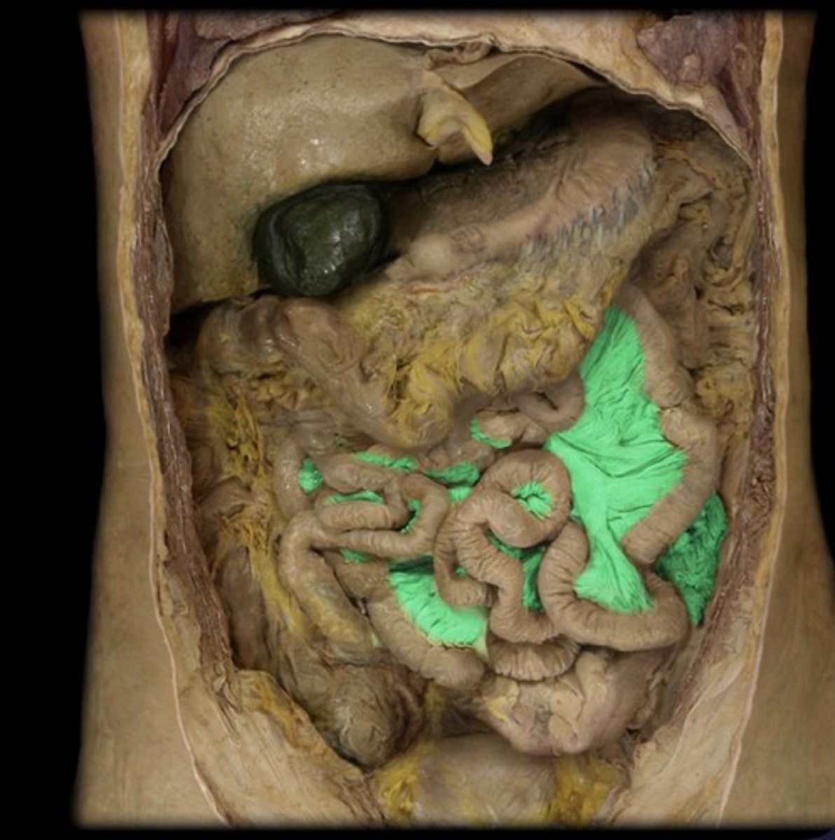 knowt flashcard image