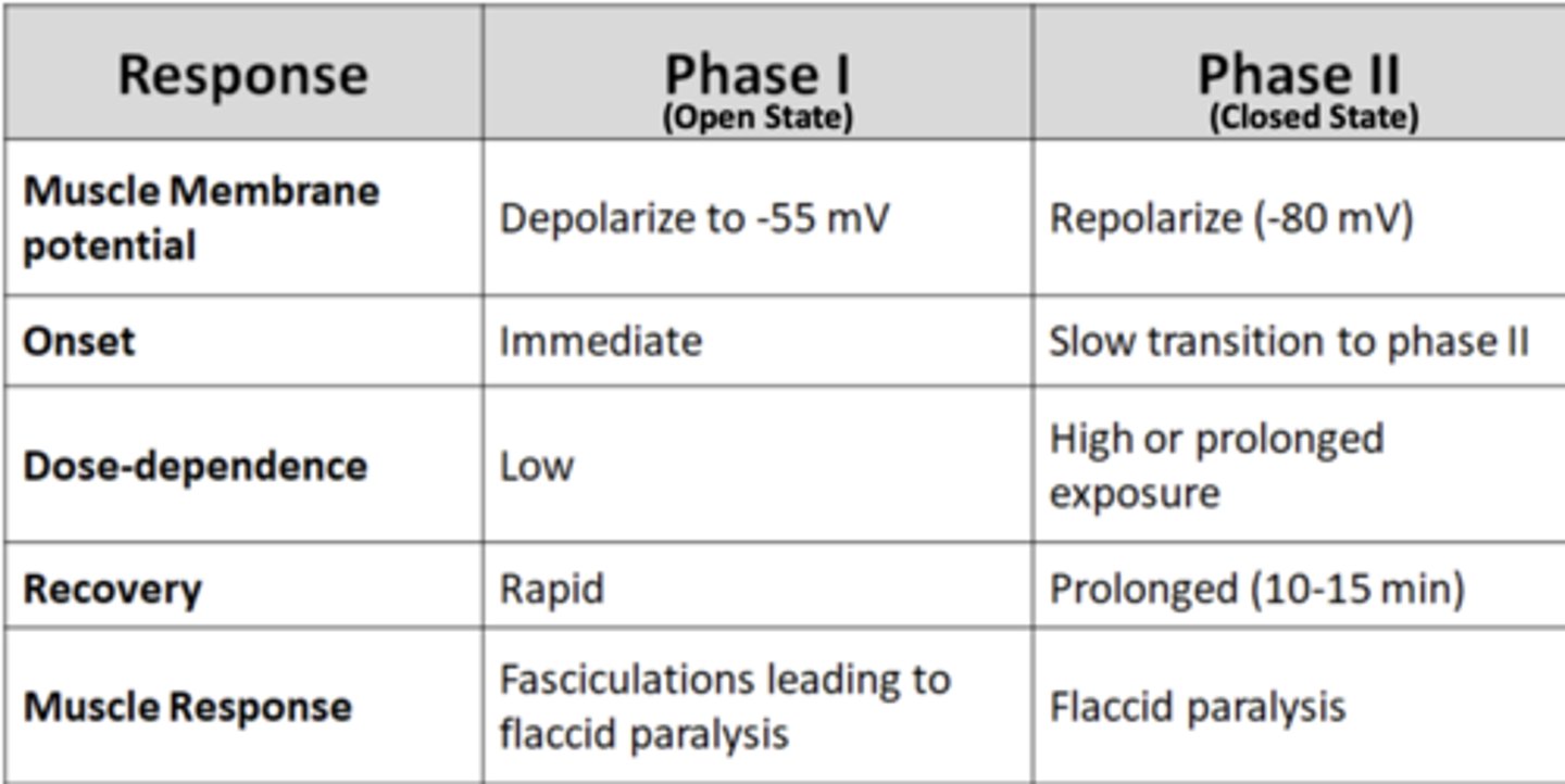 <p>Phase I</p><p>- Muscle membrane potential: depolarize to -55 mV</p><p>- Onset: Immediate</p><p>- Dose-dependence: Low</p><p>- Recovery: Rapid</p><p>- Muscle Response: Fasciculations leading to flaccid paralysis</p><p>Phase II</p><p>- Muscle membrane potential: Repolarize (-80 mV)</p><p>- Onset: Slow transition to phase II</p><p>- Dose-dependence: High or prolonged exposure</p><p>- Recovery: Prolonged (10-15 min)</p><p>- Muscle Response: Flaccid paralysis </p>