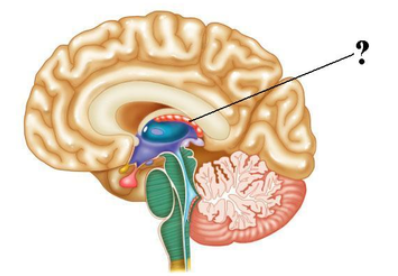 <p><span><span>Identify the indicated structure of the brain.</span></span></p>