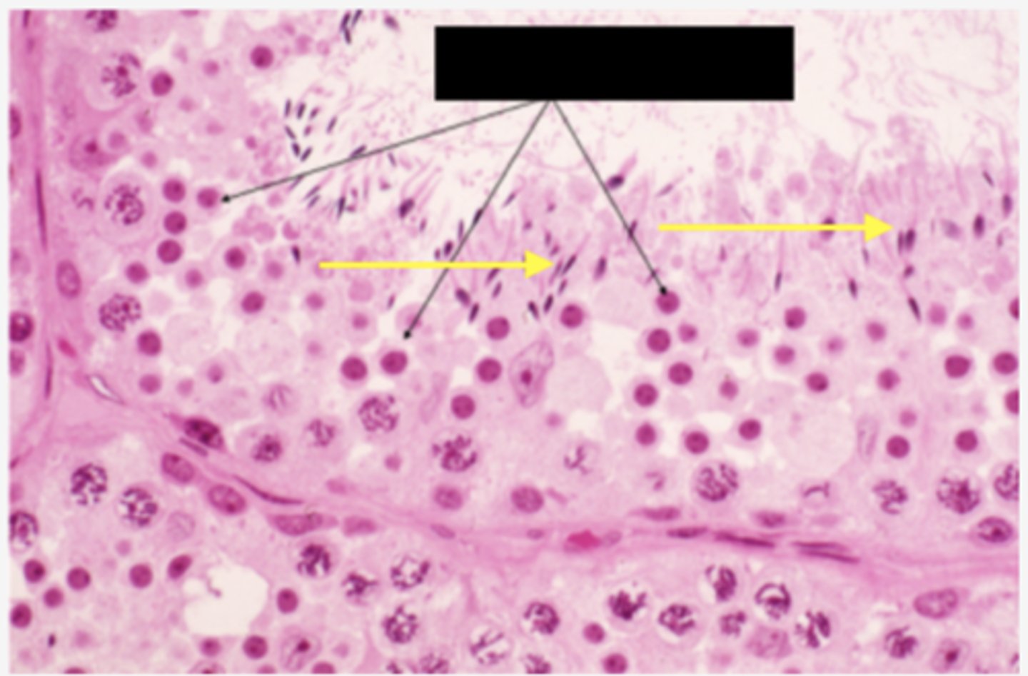 <p>Identify the cell</p>