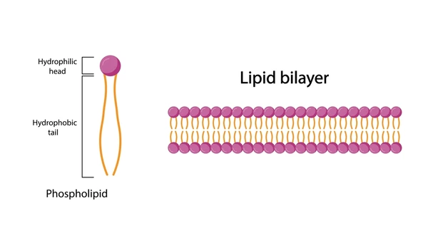 <p>It is made up of a phospholipid bilayer, where each phospholipid is made up of a hydrophilic head and two hydrophobic tails. The bilayer is created with the heads facing the outside and the tails lying inside. </p>