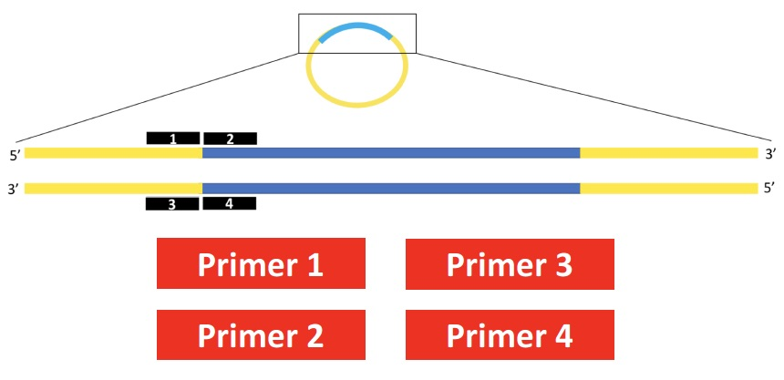 <p>You are sequencing a DNA fragment that has been inserted into a plasmid of known sequence. Which primer would you use? Touch the red box to select.</p><p>a) primer 1</p><p>b) primer 2</p><p>c) primer 3</p><p>d) primer 4</p>