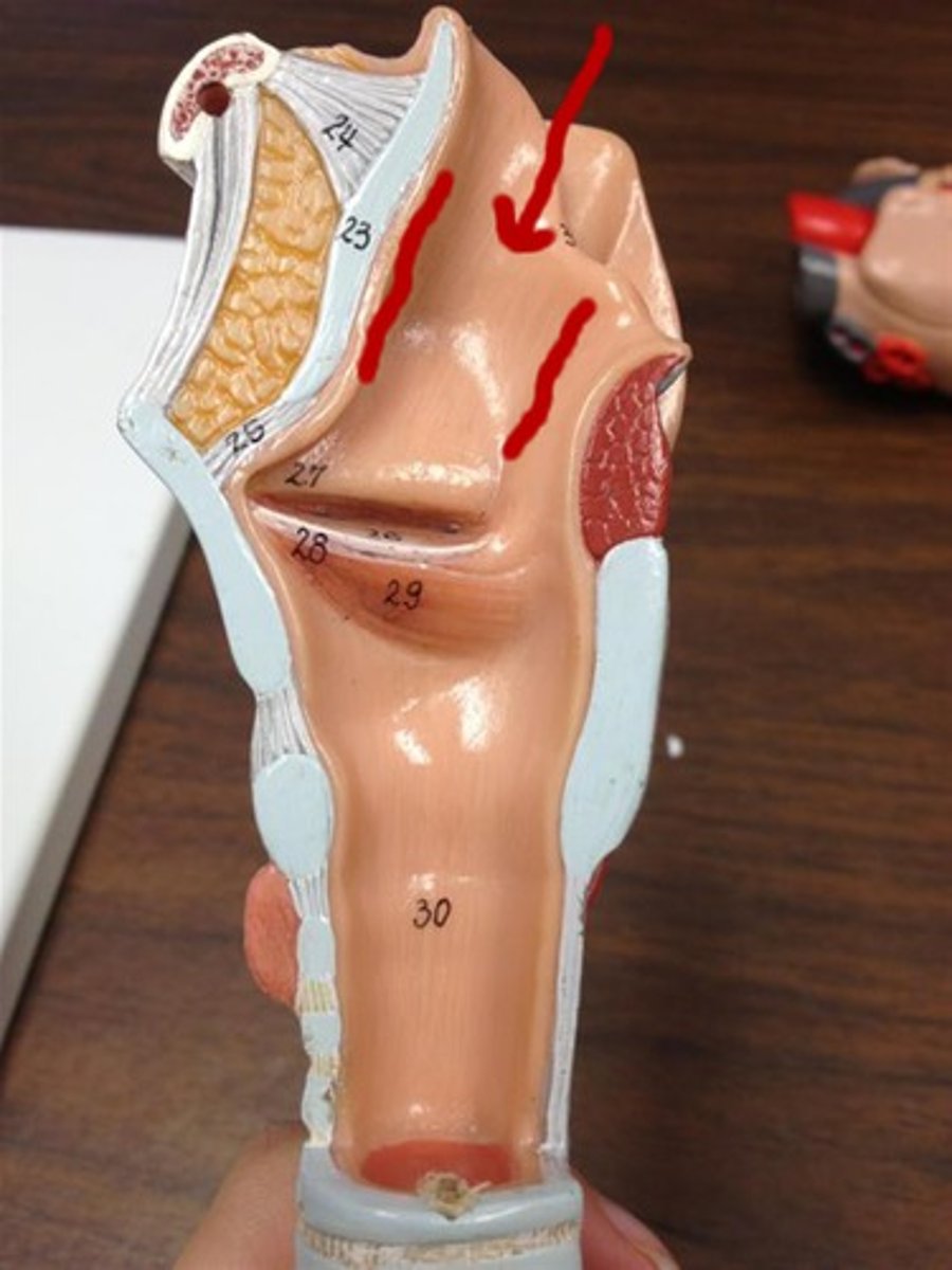 <p>inlet above the false vocal cords (space w/in the quadrangular membrane)</p>