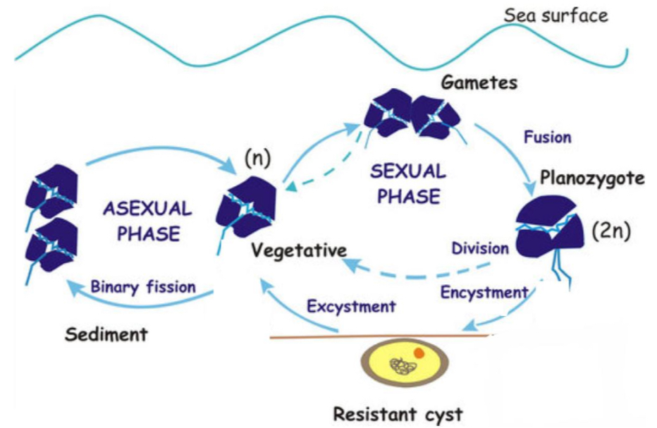 term image