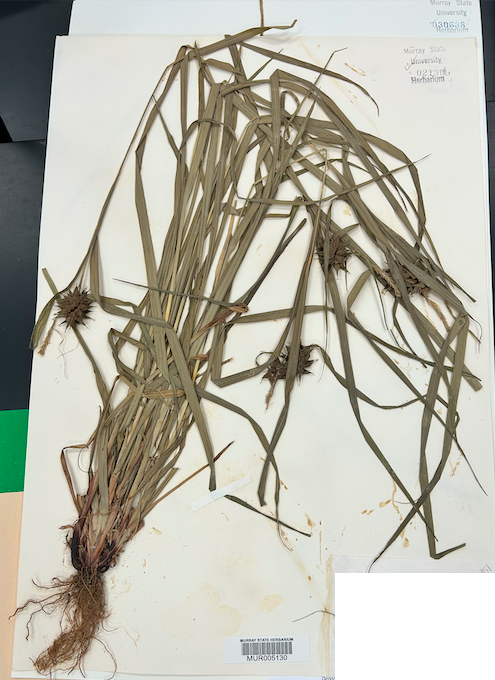 <p><span style="background-color: transparent;"><span>Order? Family?&nbsp;</span></span></p>