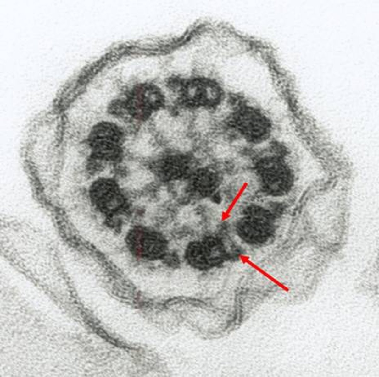 <p>Eukaryotic flagella + cilia have 9 pairs of microtubules that form a circle around two lone microtubules</p>