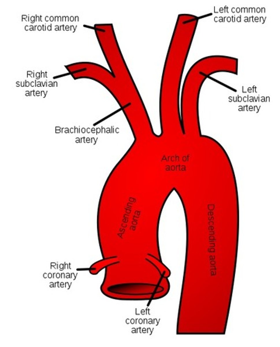 <p>The first large artery is the brachiocephalic artery. It branches into the common carotid artery that goes up into the neck and into the right subclavian artery that goes up into the arm</p>