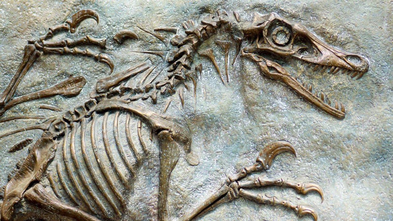<p>fossil</p>