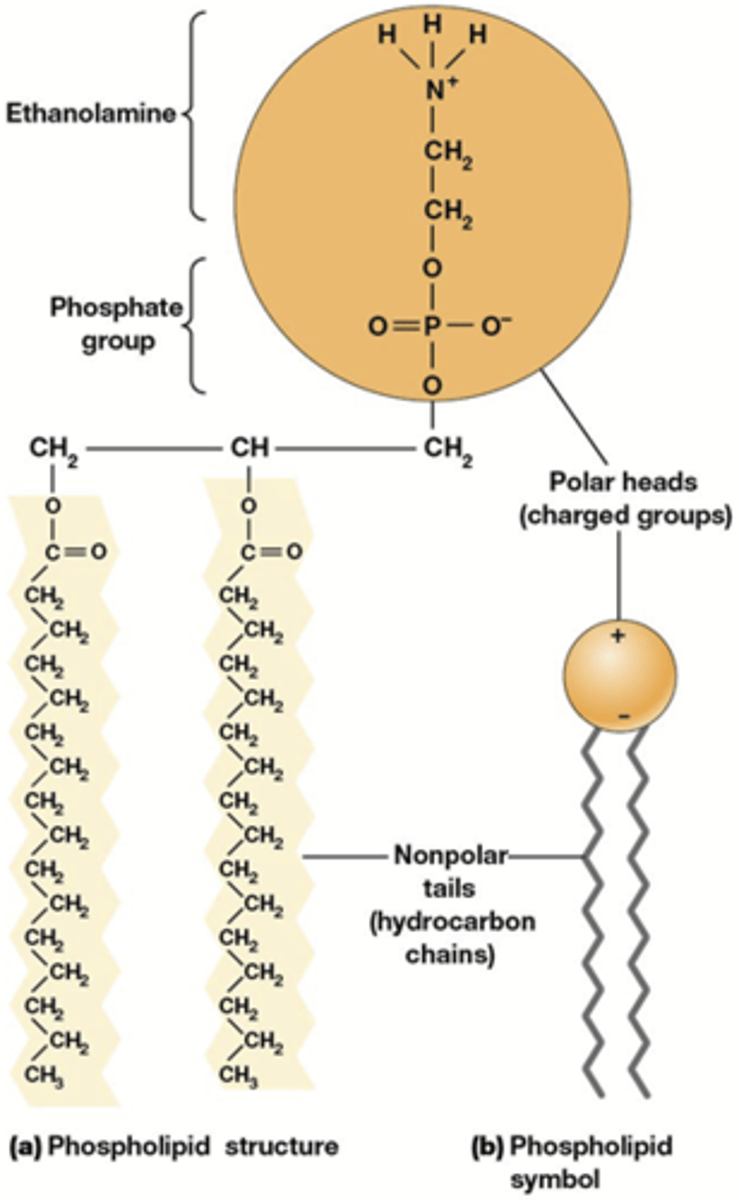 <p>Fysieke barriere tussen cel(organel) en omgeving</p><p>-> vormt een selectief permeabele barriere</p><p>= vormen een lipidendubbellaag (7-8 nm)</p><p>Cellulaire membranen bestaan hoofdzakelijk uit fosfolipiden, glycolipiden, membraaneiwitten en sterolen* (vb. cholesterol in dierlijke cellen).</p><p>= amfipatische moleculen</p><p>*zie celbio</p>