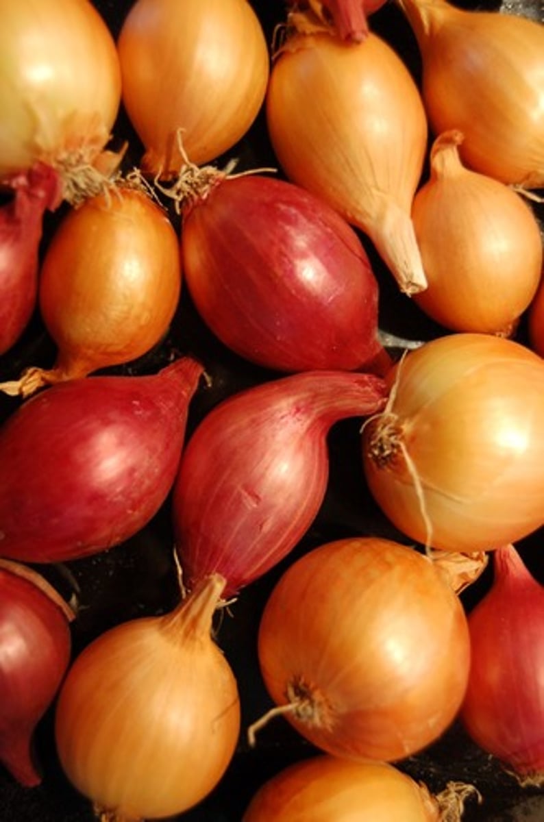 <p>onion</p>