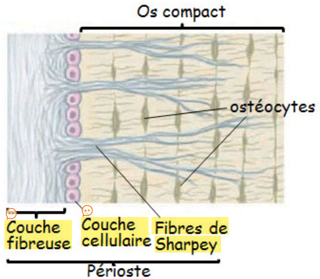 <ul><li><p>très innervé et vascularisé</p></li><li><p>constitué de 2 couches : </p><ul><li><p><strong>périoste fibreux</strong>, externe</p></li><li><p><strong>périoste cellulaire</strong>, interne (cambium/couche ostéogène)</p></li></ul></li><li><p>Chez l’adulte assure l’entretien des couches osseuses sous-jacentes, le remodelage osseux et la réparation en cas de fractures</p></li></ul><p></p>