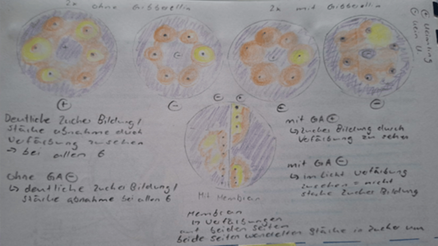 <p>Man trennt den Embryo vom Mehlkörper bei Samen. Ein Teil der Mehlkörper wird auf eine Agarplatte mit Gibberelin und Stärke gegeben, einen weiteren Teil auf eine Platte ohne Gibberelin im Agar und der letzte Teil auf eine Seite der Membran. Das selbe macht man mit den Embryonen. Die Hälften müssen jedoch bevor sie auf die Agarplatten gelegt werden mit Jawelwasser und Wasser abgewaschen werden.</p><p>Die Agarplatte wird mit Jod gefärbt, da das Jod in die Stärkespirale sich ablagert kann es nicht ausgewaschen werden. Wenn jedoch keine Stärke vorhanden ist wird das Jod ausgespült. Gibberelin lässt Stärke in Zucker umwandeln. Gibberelin ersetzt den Embryo und Stärke wird in Zucker umgewandelt.</p>