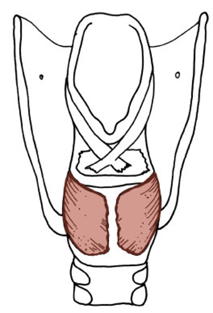 <p>origin: back of cricoid lamina</p><p>insertion: laterally, to the muscular process of the arytenoid</p><p>action: ABDUCTS vocal fold and arytenoid cartilage</p>