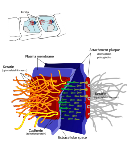 <p>Desmosome fibers are made of keratin (an IF protein)</p><ul><li><p>Desmosome needs high tensile strength to keep cells together</p></li><li><p>Keratin IFs project from the Desmosome plate to inside both cells</p></li></ul><p></p>