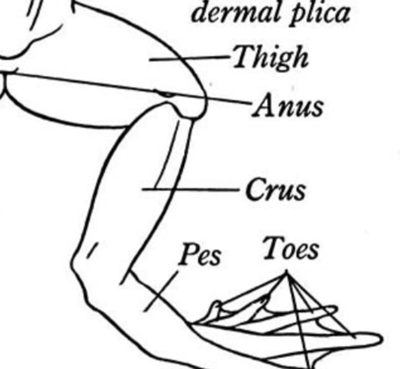 <p>Lower leg segment aiding locomotion — Region between knee and ankle</p>