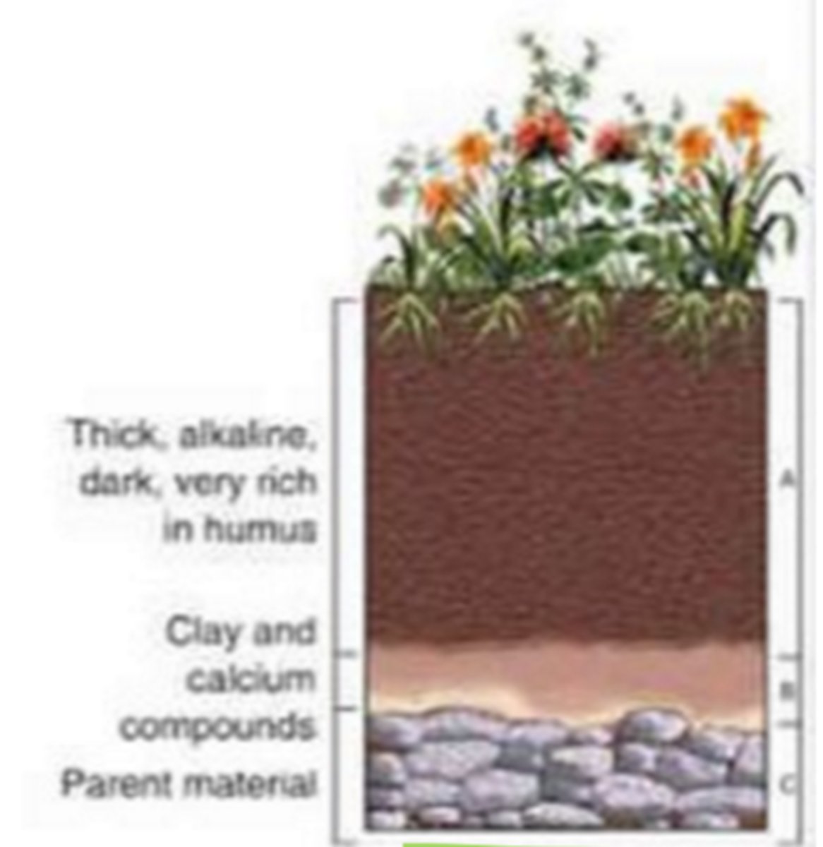 <p>biome with very thick topsoil</p>