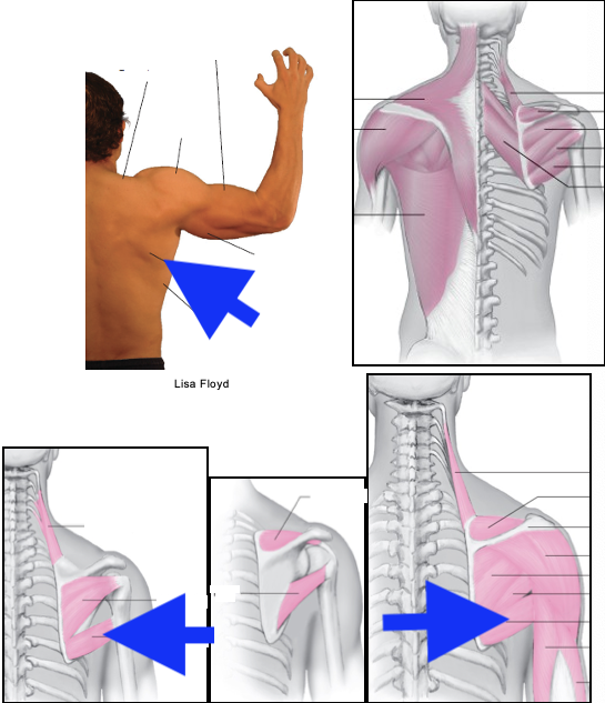 term image