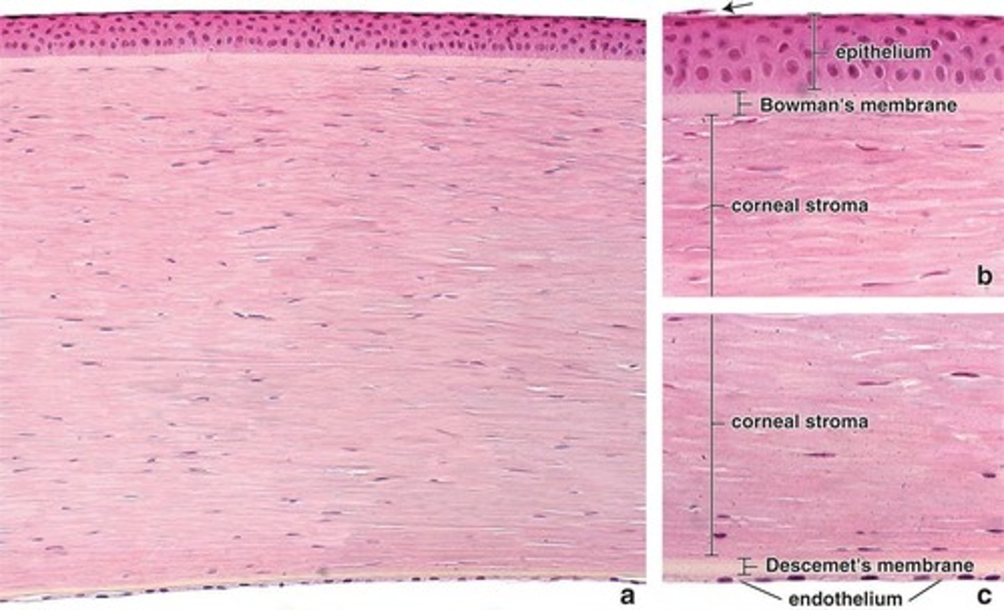 <p>Transparent, avascular, anterior part of the fibrous tunic.</p>