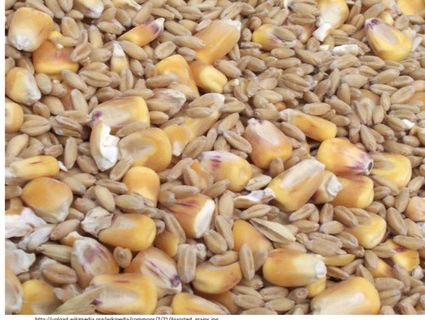 <p>Small dry indehescent fruit composed of a single carpel with one seed in which the entire surface of the seed coat is fused to ovary wall- pericarp and seed coat cannot be readily separated-form fibrous tissue called bran → wheat, oats, rice, barley, com kernel</p>