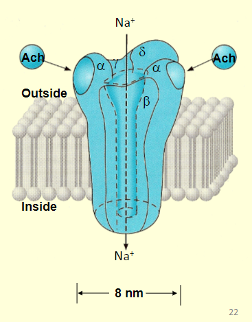 <p></p><p>ligand-gated ion channels </p>