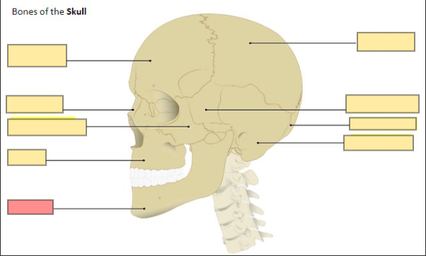 <p>the lower jaw, the only movable bone in the face</p>