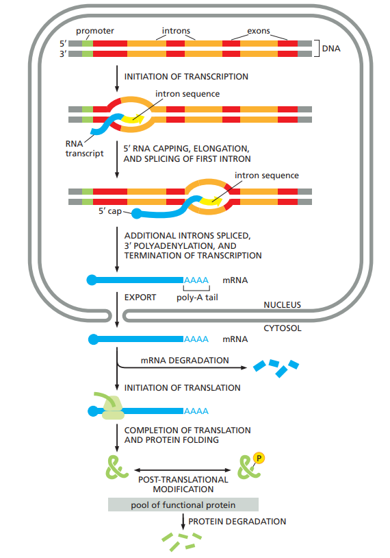 het omzetten van RNA naar een eiwit
