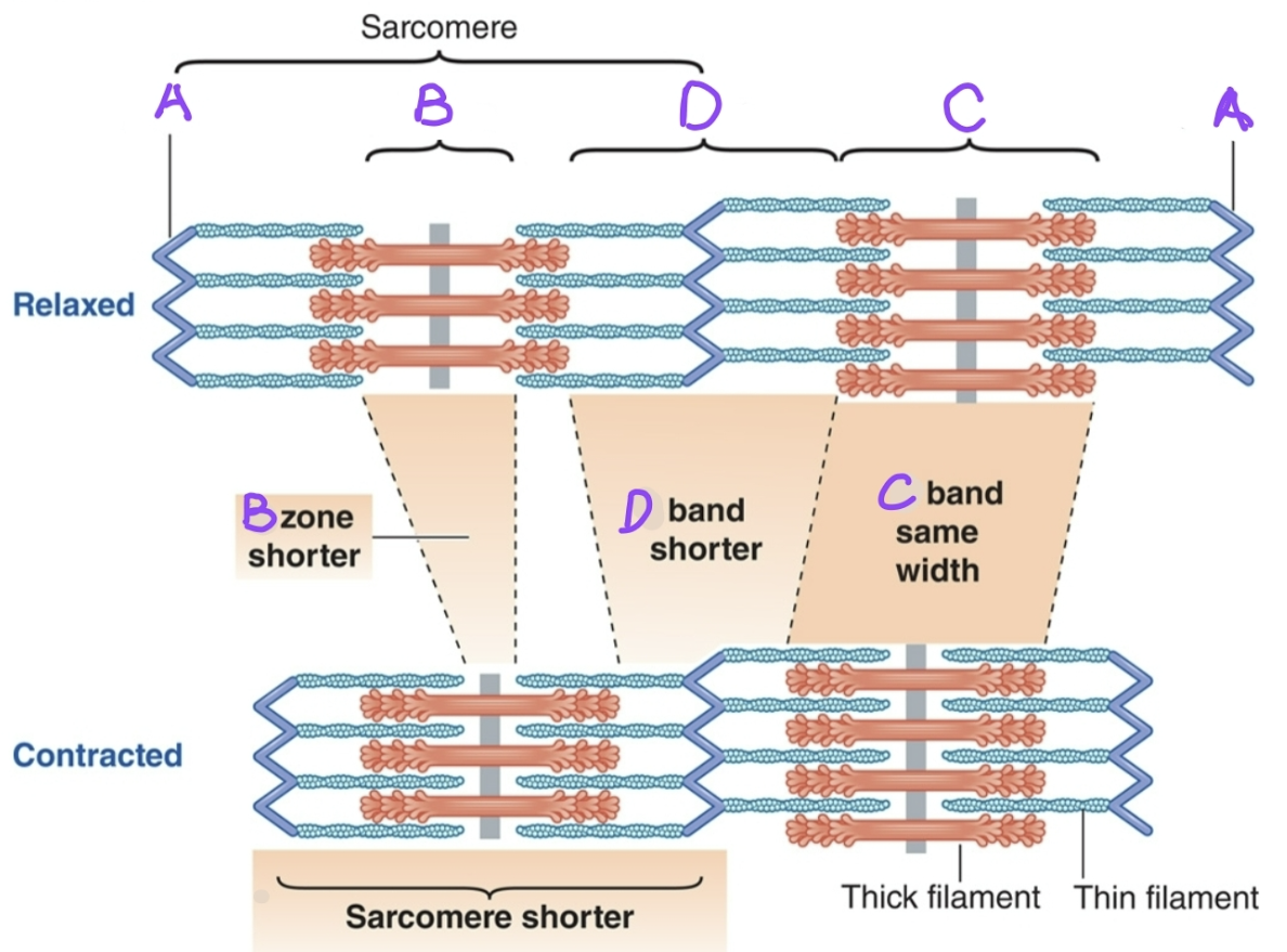 <p><span>What is Label B?</span></p>