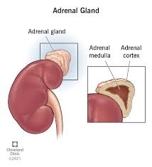 <p><span style="color: blue"><strong>Adreno</strong></span><span style="color: green"><strong>corti</strong></span><strong>cotropic Hormone</strong></p><p></p><p><span style="color: blue">( “adrenal”</span><span style="color: green"> “cortisol” )</span></p>