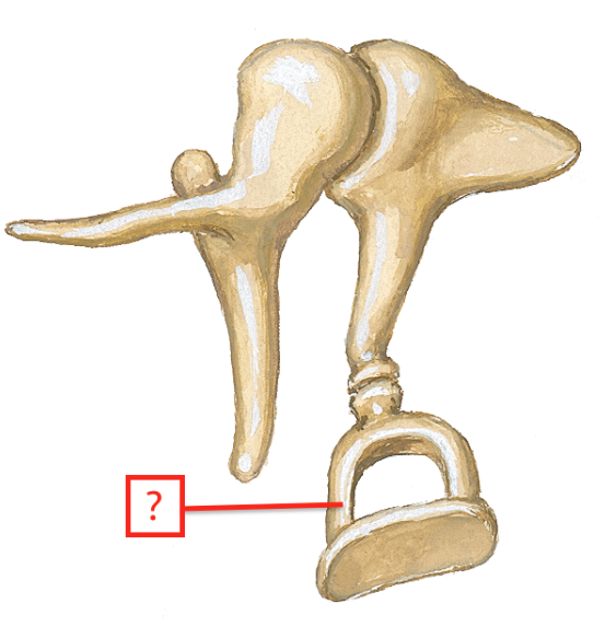 <p>Name the auditory ossicle.</p>