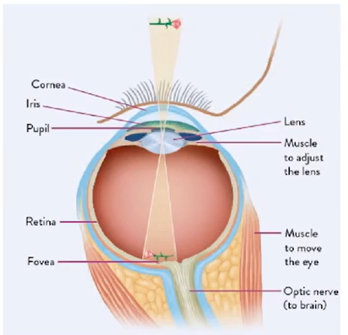 Focusing Of Light In The Eye