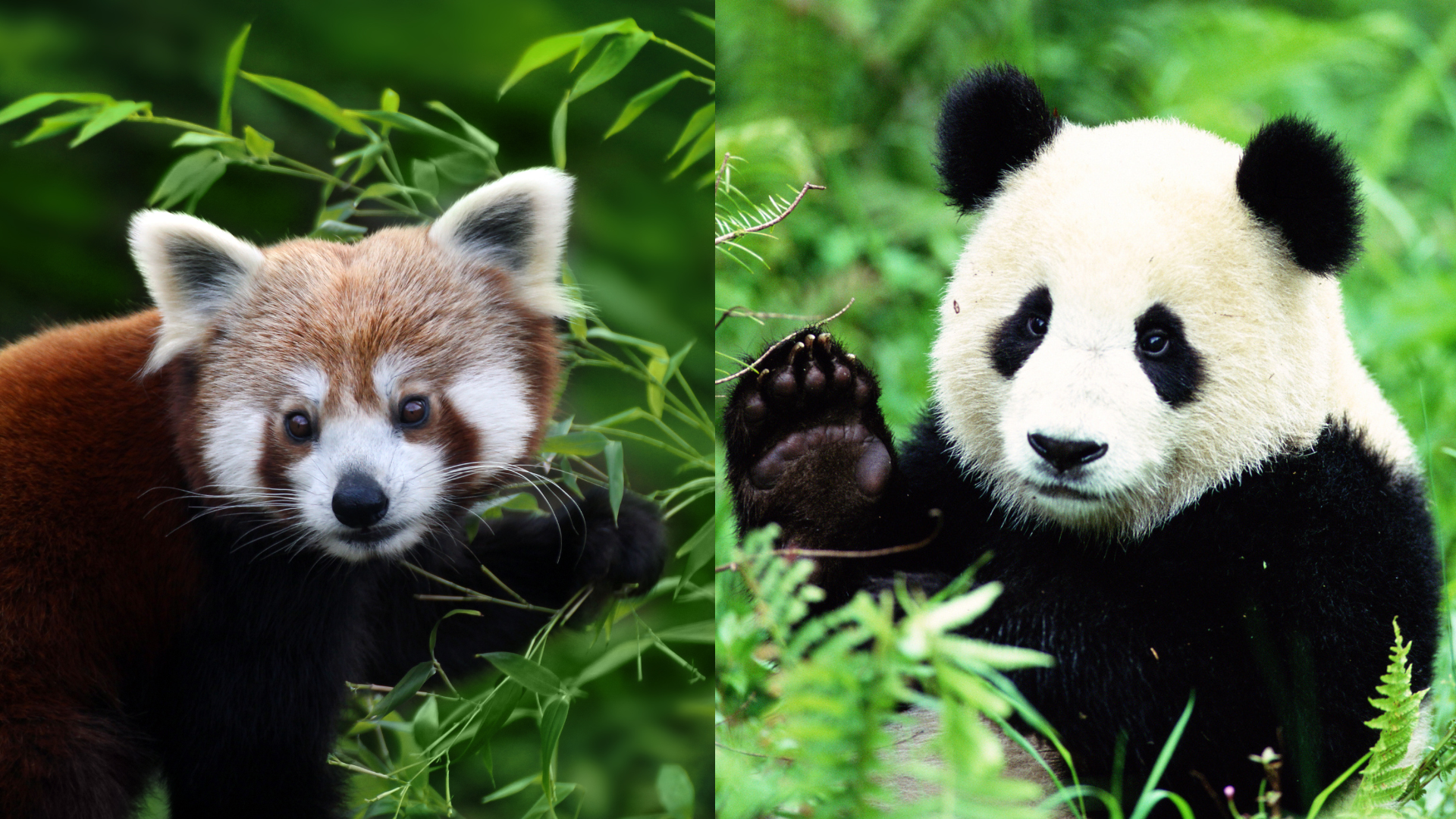 <p>The giant panda and red panda were re-classified; Originally we thought that red pandas and giant pandas were part of the same species because they had similar features, a similar diet and habitat; But after a genetic analysis, they found that giant pandas are actually members of the bear family, and red panadas are more related to racoons, weasels and skunks.</p>