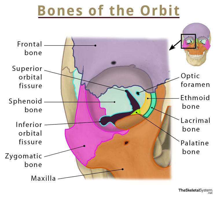 <p>super orbital fissure, inferior orbital fissure, &amp; optic foramen/canal</p>