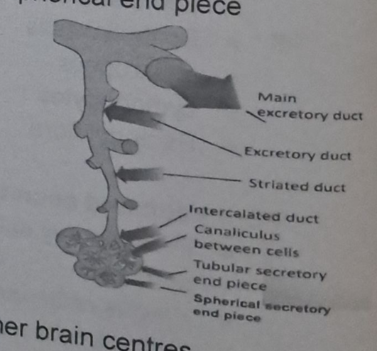 <ol><li><p>main excretory duct </p></li><li><p>excretory duct </p></li><li><p>striated duct </p></li><li><p>Intercalated duct </p></li><li><p>Tubular secretory end piece </p></li><li><p>Spherical secretory end piece </p></li></ol><p></p>