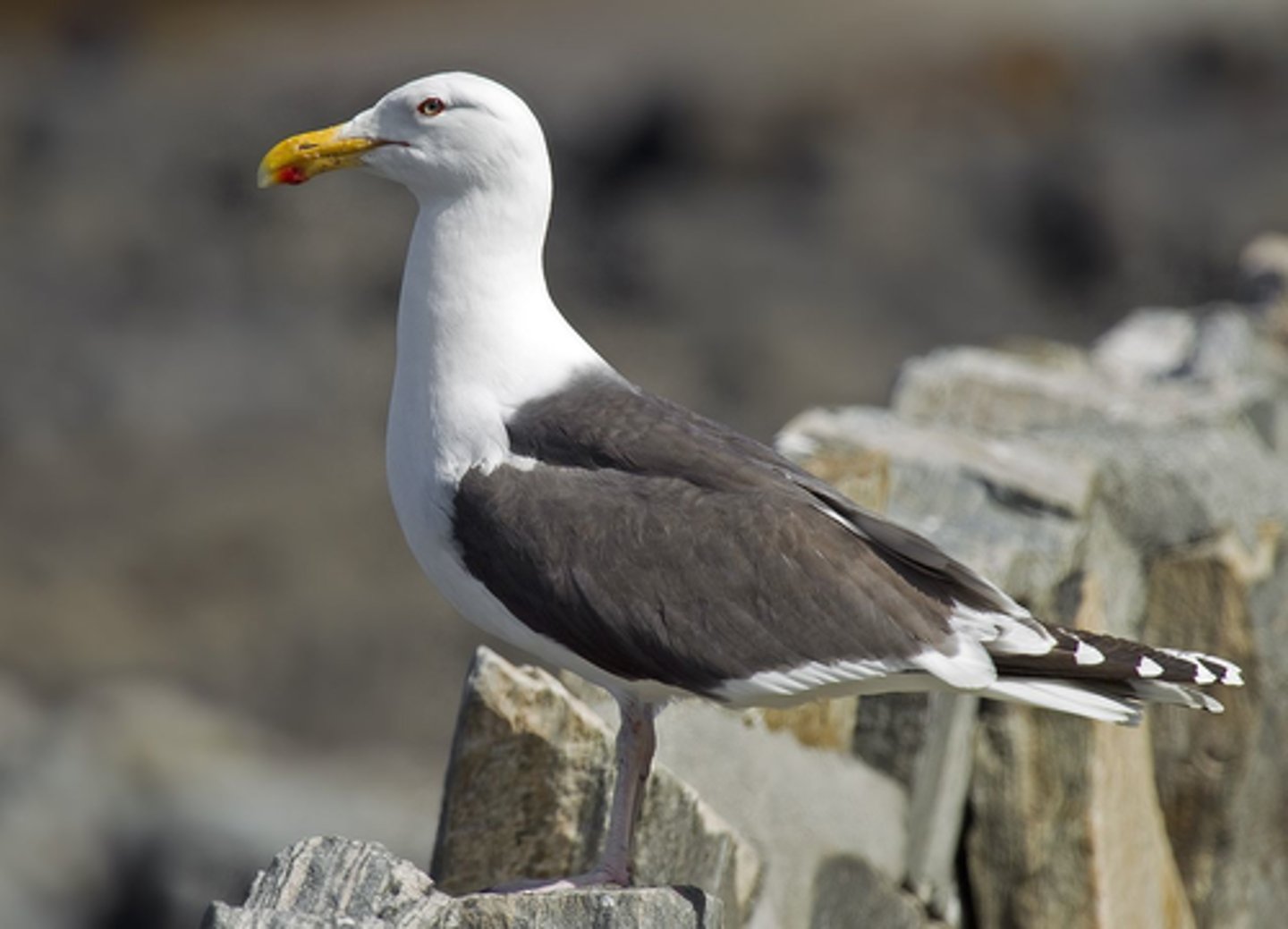 <p>Charadriiformes</p><p>Laridae</p>