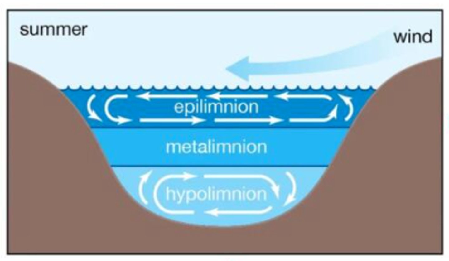 <p>During summer and winter, where the different layers of a lake have different temperatures </p><p>high P loading → algal blooms → decomposition → hypoxia</p>