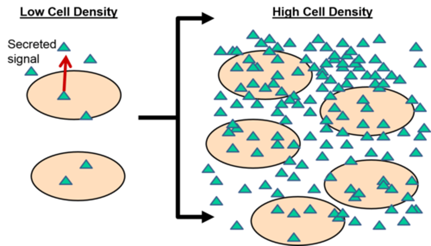 <p>specific # of bacteria needed for biofilm formation</p>